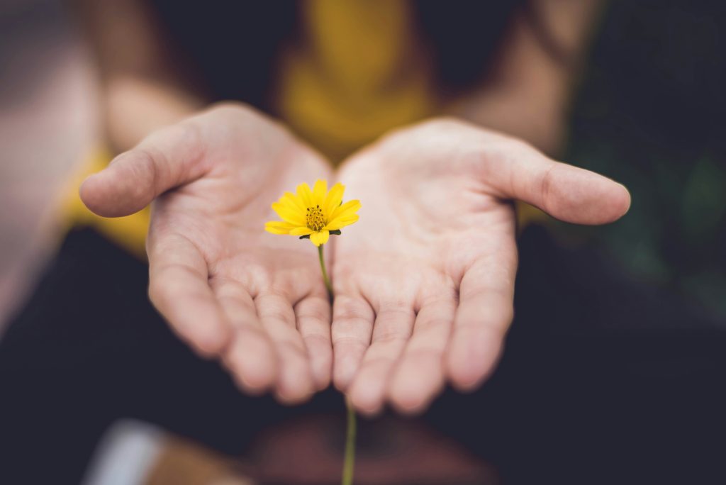 A yellow flower between two open hands